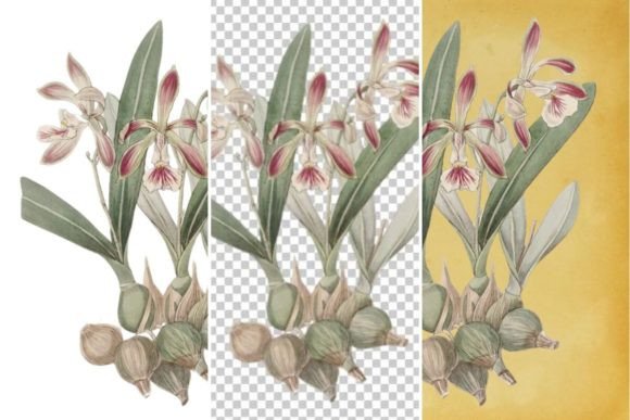 Download Vintage Flower Wall Art Printable - Premium Resources