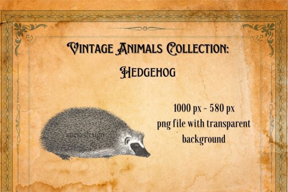 Download Vintage Hedgehog Illustration - Hedgehog illustration Collection